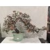 20026   Jade bonsai